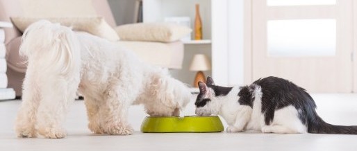 How to Find Non GMO Pet Food
